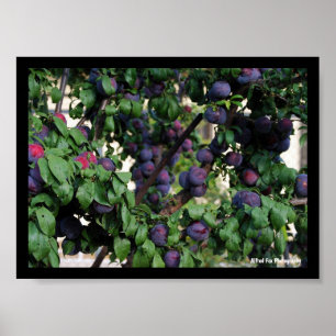 Purple Plums Nestled Among the Leaves Poster