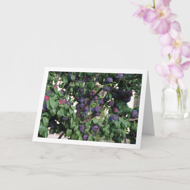 Purple Plums on Tree Card (Orchid)