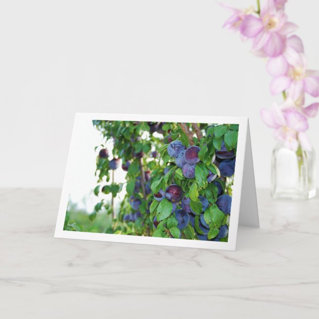 Purple Plums on Tree Card (Orchid)