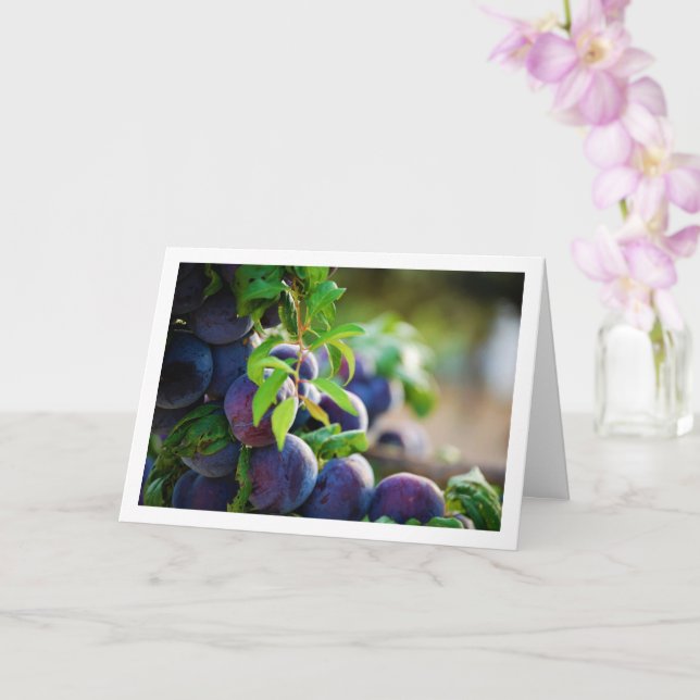 Purple Plums on Tree Card (Orchid)
