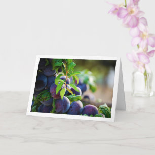 Purple Plums on Tree Card
