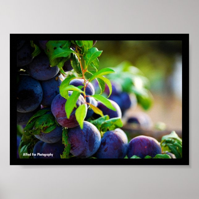 Purple Plums on Tree Poster (Front)