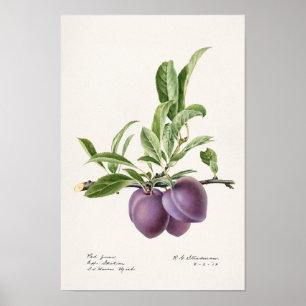 Purple Plums (Prunus Domestica) Fruit Painting Poster