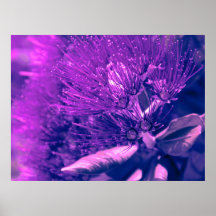 Purple Pohutukawa Tree Poster