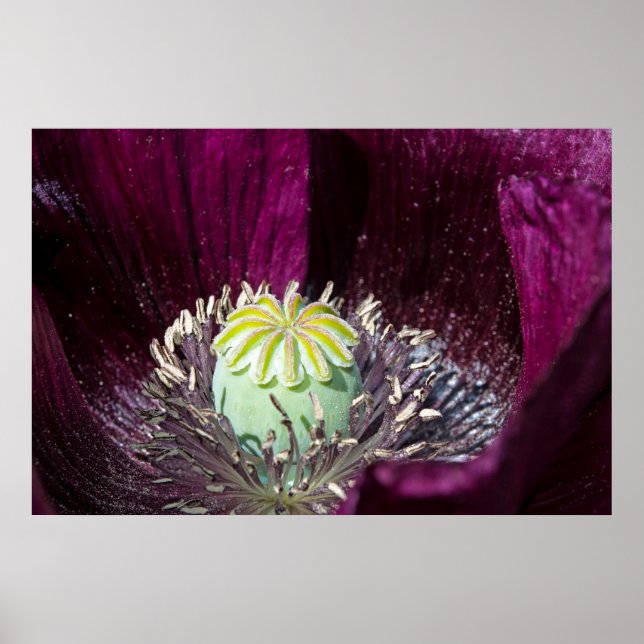 Purple Poppy Poster (Front)