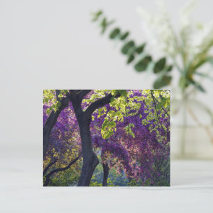 Purple  postcard