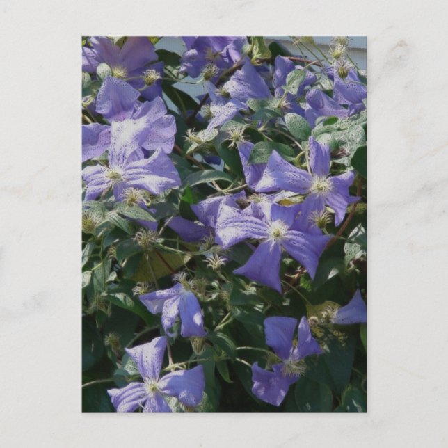 Purple Postcard (Front)