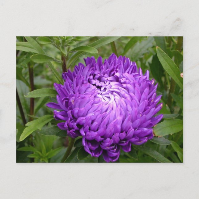Purple postcard - MS JOH 2011 (Front)