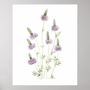 purple prairie clover watercolor poster