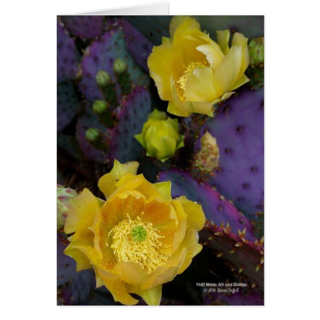 Purple prickly pear opuntia cactus yellow flowers (Front)