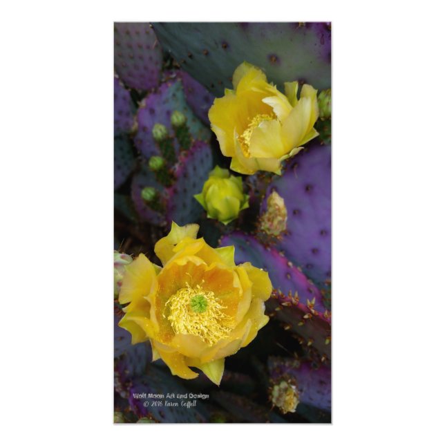 Purple prickly pear opuntia cactus yellow flowers photo print (Front)