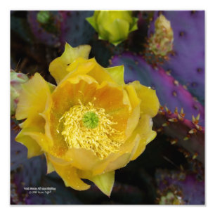 Purple prickly pear opuntia cactus yellow flowers photo print