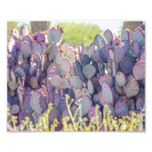Purple Prickly Pears   Photo Print