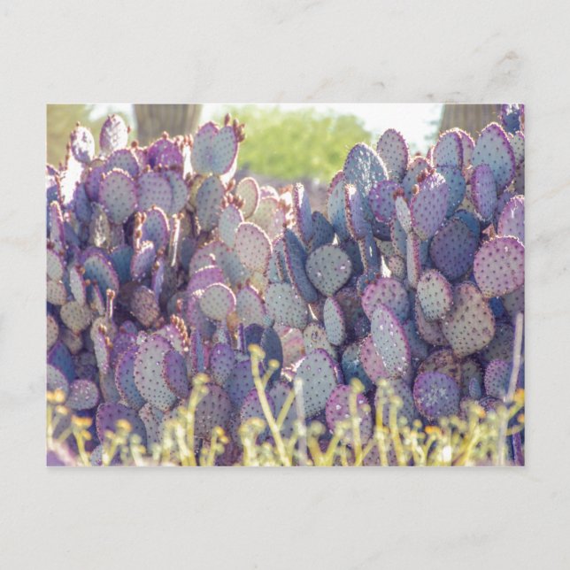 Purple Prickly Pears | Postcard (Front)