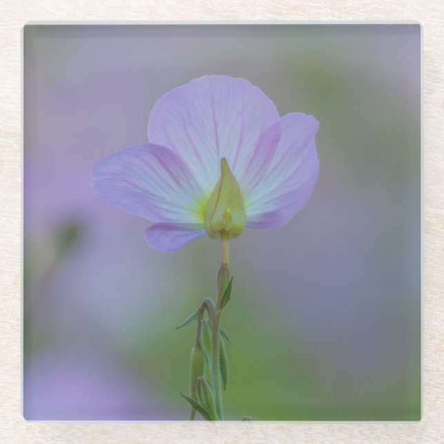 Purple Primrose Glass Coaster (Front)