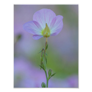 Purple Primrose Photo Print