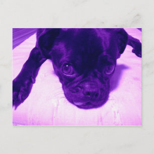 Purple Pug Postcard