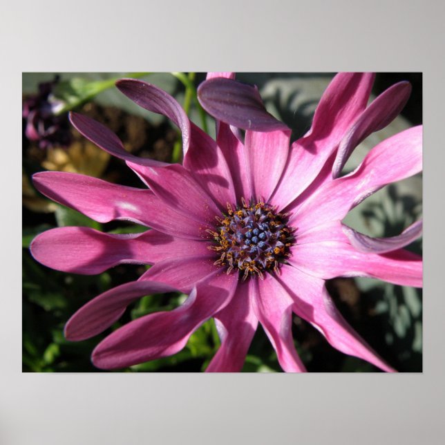 Purple Rain Daisy Print (Front)