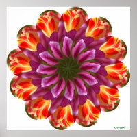 Purple, Red and Yellow Tulips