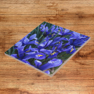 Purple Reticulated Irises Floral Tile