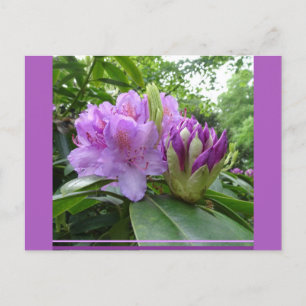 Purple Rhododendron Flowers & Buds DIY Postcard