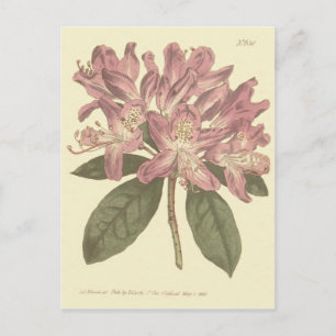 Purple Rhododendron Illustration Postcard