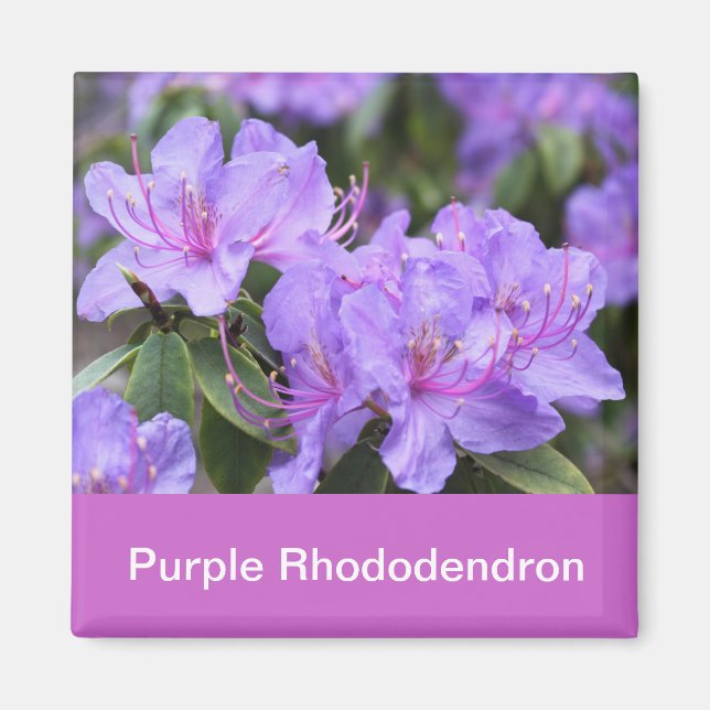 purple rhododendron magnet (Front)