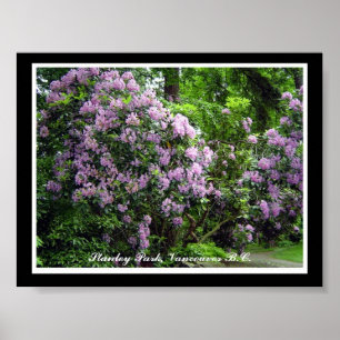 Purple Rhododendrons Poster
