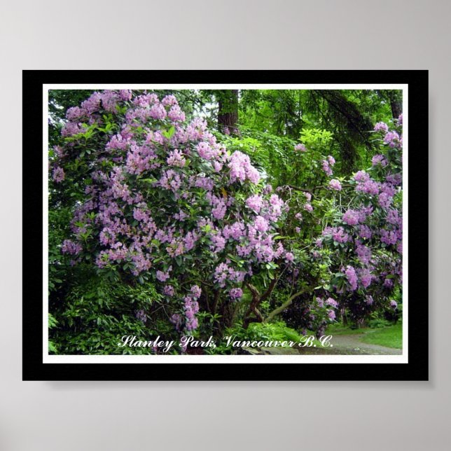 Purple Rhododendrons Poster (Front)