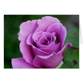 Purple Rose