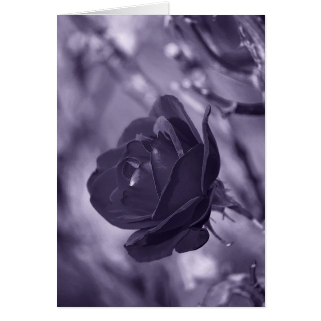 Purple Rose (Front)