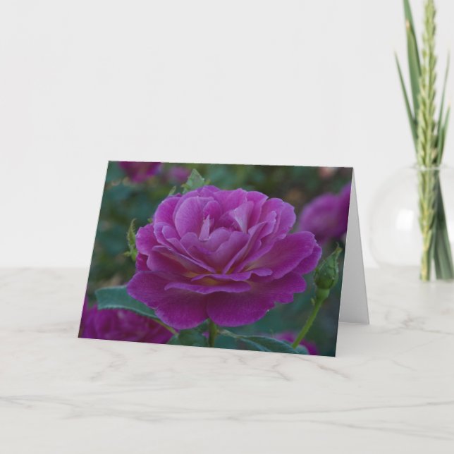 Purple Rose All Occasion Greeting Card (Front)
