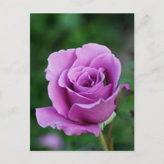 Purple Rose Bud Postcard