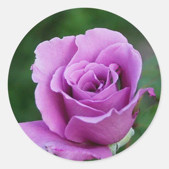 Purple Rose Classic Round Sticker (Front)