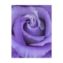 Purple Rose Floral Postcard