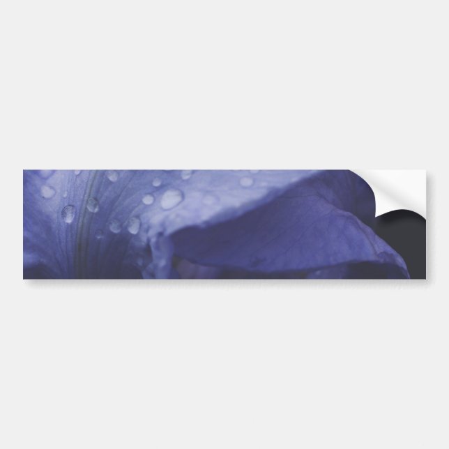 Purple Rose Flower Bumper Sticker (Front)