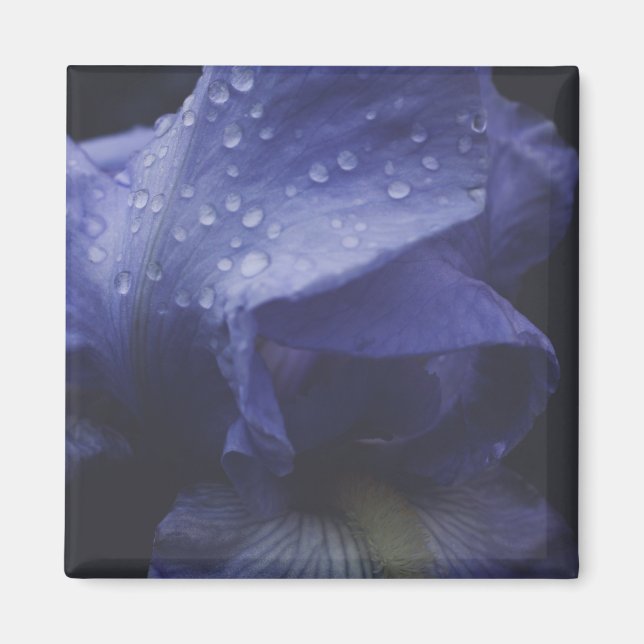 Purple Rose Flower Magnet (Front)