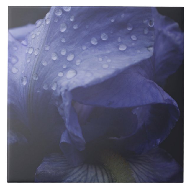 Purple Rose Flower Tile (Front)