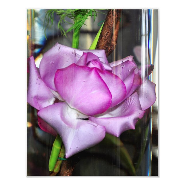 Purple Rose in a Tall Glass Photo Print (Front)