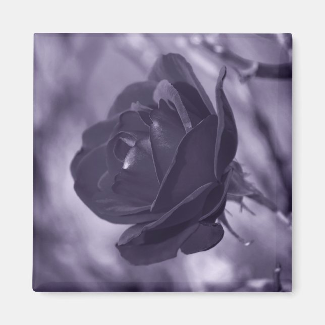 Purple Rose Magnet (Front)