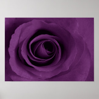 purple rose of Etsy Poster