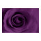 purple rose of Etsy Poster