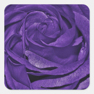 Purple Rose of Fibro Square Sticker