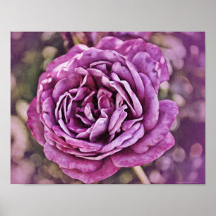 Purple Rose Photographic Art Print