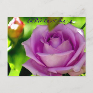 Purple Rose_ Postcard