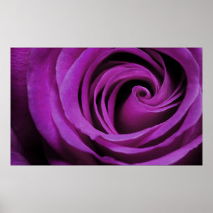 Purple Rose Poster