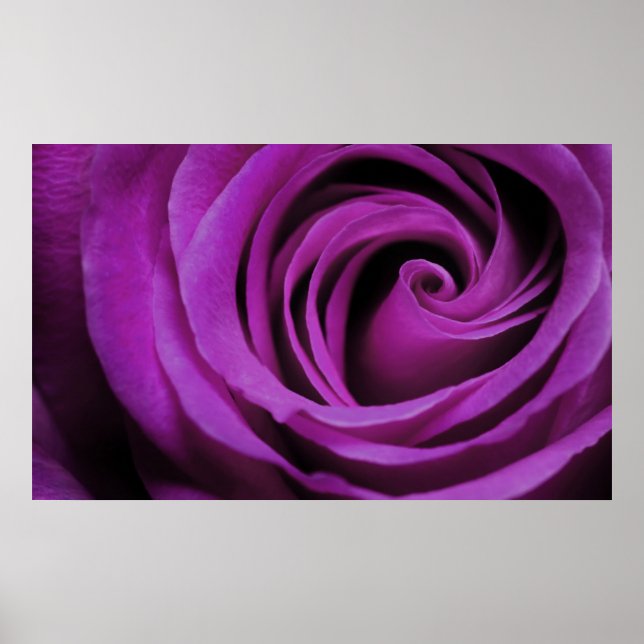 Purple Rose Poster (Front)