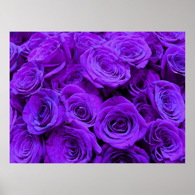Purple Rose, vibrant purple blue flowers Poster (Front)