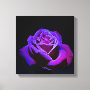 Purple Rose With Water Drops on Black Background Canvas Print
