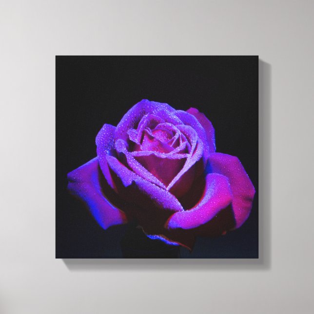 Purple Rose With Water Drops on Black Background Canvas Print (Front)